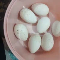 تخم بوقلمون وتخم مرغ محلی