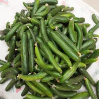 خیار خیارشوری موجود