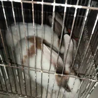 یک جفت خرگوش