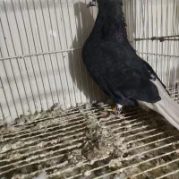 زاغ دم سفید ماده