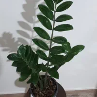 گل و گیاه طبیعی اپارتمانی|گل و گیاه طبیعی|تهران, کیانشهر|دیوار