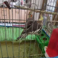 فروش عروس هلندی|پرنده|دره شهر, |دیوار