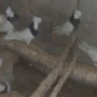 طوقی|پرنده|بستان آباد, |دیوار