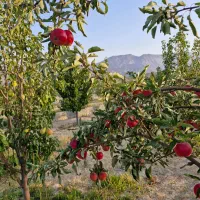 فروش باغ ۶۰۰ متری در فولادمحله بعد شهمیرزاد سمنان|فروش زمین و ملک کلنگی|سمنان, |دیوار