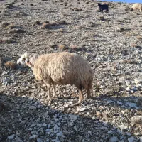 میش آبستن جوان