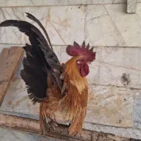 خروس چاپنیز