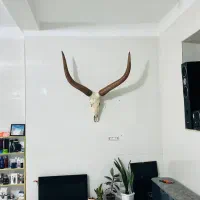 مجسمه دیواری|مجسمه، تندیس، ماکت|مریوان, |دیوار