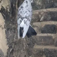 تعدادی کبوتر پرشی|پرنده|کوهدشت, |دیوار