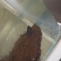 فایتر ماهی جنگجو  همراه بچه هایش|ماهی|شاهین‌شهر, خانه کارگر|دیوار