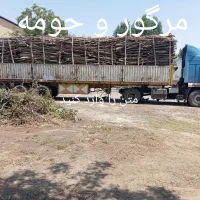 درختان باغ شما را خریداریم