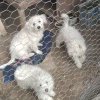 اسم پاکوتا برفی با دوتا توله