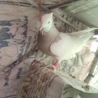 طوقی کله الماسی سینه ای سرخ کله ا عروس هلندی سخنگو|پرنده|مبارکه, |دیوار