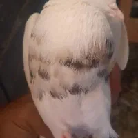 ۴ عدد ۵۰۰ تمن کبوتر گشتی|پرنده|سنندج, |دیوار