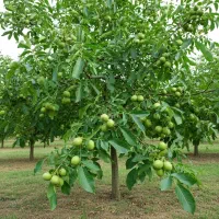 فرصتی طلایی برای باغداران، نهال گردوی اصل و تضمینی