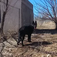 سگ ژرمن بلک