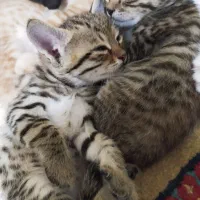 واگذاری توله گربه