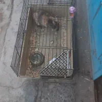 خرگوش با قفسش