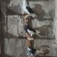 سه عدد ماده