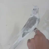 عروس هلندی دستی دستی|پرنده|نجفآباد, صالح آباد|دیوار