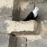 نر کلاغ و طوق سفید