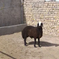 میش و بره ماده اصیل شالی