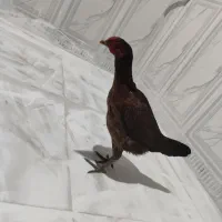 ماده مرغ|حیوانات مزرعه|رودان, |دیوار