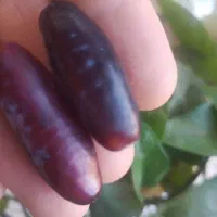 نهال و قلمه ی ارقام ایرانی و خارجی انگور|خدمات باغبانی و درختکاری|طاغنکوه, |دیوار