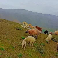 پلنگ ۳ساله گوسفندی|سگ|شیروان (خراسان), |دیوار