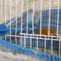 مرغ عشق اماده اماده