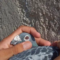 نره مگس جانسون
