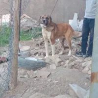 سگ خراسانی نگهبان