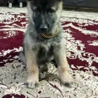 توله ژرمن شپرد ۳ماهه