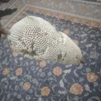عسل کنار|خوردنی و آشامیدنی|رامهرمز, |دیوار