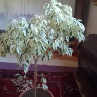 گل یوکا۶۰۰هزارتومان|گل و گیاه طبیعی|آذرشهر, |دیوار