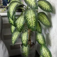 گل دیفن  بزرگ  و سرسبز ب برگهای زیاد