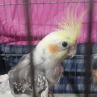 عروس هلندی سخنگو