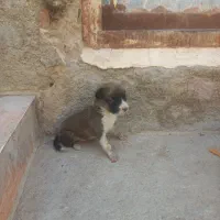 سگ سالم|سگ|زاهدان, |دیوار
