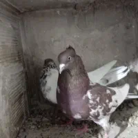 تهرانی|پرنده|تبریز, |دیوار