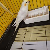 جوجه عروس هلندی|پرنده|قدس, شهرقدس|دیوار