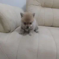 پامرانین عروسکی تیکاپ