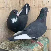 30 کبوتر نر وماده پلنگ استا کار