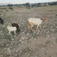 بز با دو کهره