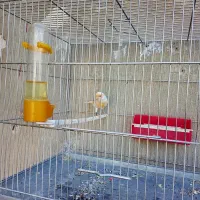 سلام عشق بازان قناری|پرنده|ایلام, |دیوار