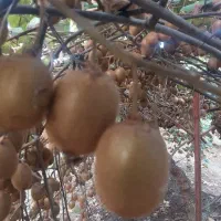 کیوی هایوارد صادراتی