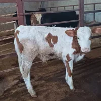 ارسال گوساله های سیمنتال و هلشتاین