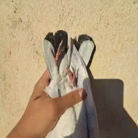 جوجه کبوتر ۱پری|پرنده|فردیس, شهرک ۱۱۰|دیوار