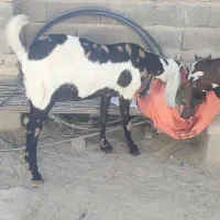 بز دورگ|حیوانات مزرعه|سراوان, |دیوار