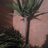 گیاه یوکا تنه ضخیم سه سر در خاک استریل کوکوپیت