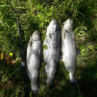 فروش انواع چوب و چرخ ماهیگیری|ماهیگیری|نهاوند, |دیوار