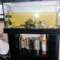 آکواریم|ماهی|اندیشه, اندیشه فاز ۱|دیوار